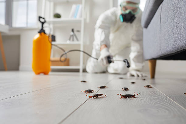 Post-Treatment Bed Bug Interceptor Monitoring in Hattiesburg